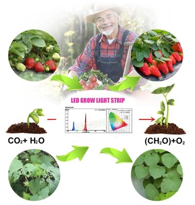 1 وات SMD 3030 آبی LED رشد نور تراشه 440-470nm 300mA 3.0-3.4V
